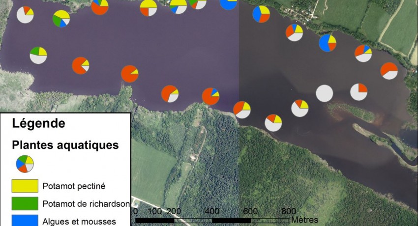 Caractérisation partielle des plantes aquatiques lac à la Truite d’Irlande